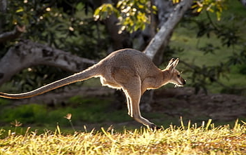 wallaby, nature, rednecked Wallaby, hopping, pixabay, animal, australia, queensland, marsupial, wild, kangaroo