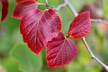 häxhasel, hamamelis, natur, höstlöv, löv, röda löv, höstfärg, Virginian Witch Hazel, falla, höstfärger, röd