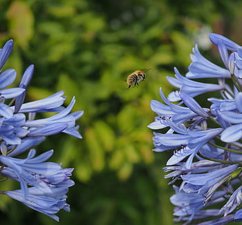 ornamental Lily, bee, flowers, blue Flowers, petals, bloom, insect, agapanthus, blossoms, nature