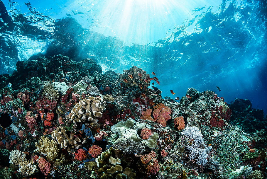 coral reefs, underwater, colorful coral reef, marine life, Manado, clear blue waters, ocean scenery, vibrant corals, underwater photography, marine biodiversity, tropical reef