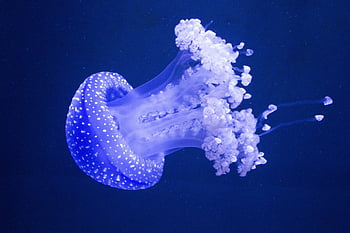 Medusa, Francia, acqua, profondità, fondali marini, mare, nuotare, creatura