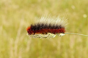 caterpillar, chrysalis, larva, cereal, insect, animals, nature, outside, invertebrates, arthropods, closeup