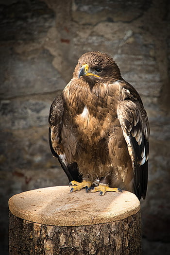 sokolnictví, pták, raptor, divoké zvíře, křídla, zvířecí portrét, portrét, dravý pták, účtovat, peří, Příroda
