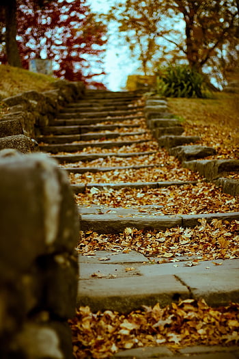 ground, nature, slate, steps, stairs, leaves, fall, autumn