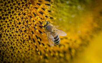 makro fotografie, včela, včelí med, pyl, slunečnice, detail, krásu přírody, hmyz, volně žijících živočichů, žlutý květ, opylování