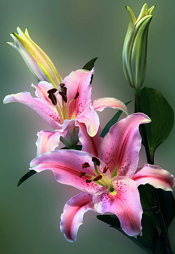 Pink Tiger Lily, květ, okvětní lístky, tyčinka, Příroda, botanický, květinový, rostlina, zahrada, krása