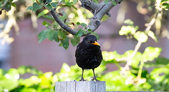 male Uk Blackbird, nature, male Blackbird, blackbird, black Bird, orange Beak, songbird, fence, spring, space For Text, text Space
