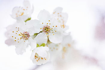 white cherry blossoms, selective focus photography, close-up flowers, delicate petals, stamens, full bloom, spring flowers, nature photography, floral photography, white flowers, cherry blossoms