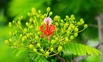 red petaled plant, bright red flower, green foliage, nature's growth, nature's colors, selectorized photography, floral beauty, vibrant colors, natural beauty, plant photography, flower photography
