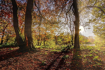 sunlight, shadows, autumn, autumn Sunshine, woodland Walk, yorkshire, low Sun, light, idyllic, rural, countryside