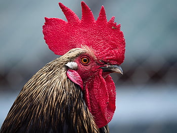 rooster, chicken, bird, animal, poultry, farm, feathers, plumage, wildlife, nature