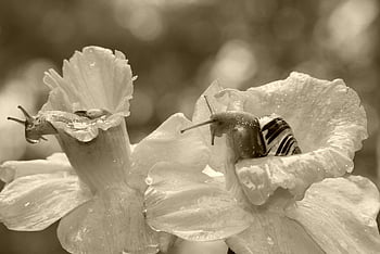 wstężyk Huntsman, molluscs, flowers, cereal, cup, rain, sepia, animals, nature, outside, invertebrates