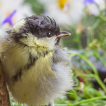Remaja Great Tit, parus mayor, burung, Norway, kongsberg, teras, kanon 60d, Sigma 150-500mm, eropa, Songbirds, bertengger burung