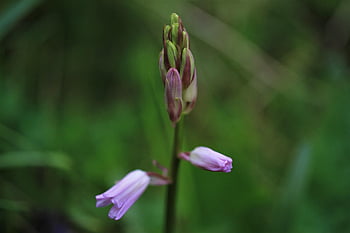 spanish Hasenglöckchen, bluebell, hyacinthoides Hispanica, blue, blossom, bloom, flower Background, spring, flower Bells, beautiful Flowers, flower