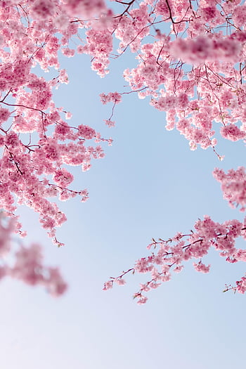 třešňové květy, květinové pozadí, květiny, jaro, nebe, poboček, růžové květy, sakura, květ, flóra, krásné květiny