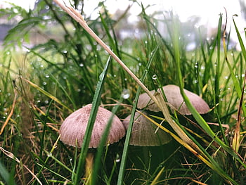 Bruine knop paddenstoelen, bedauwd gras, macro schot, frisse natuurlijke omgeving, Champignons in gras, ochtenddauw, natuurfotografie, buitenpaddestoelen, Close-up paddenstoelen, natuurlijk landschap, grasveld