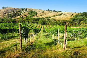 vineyard, valley, lush green grapevines, sunny day, rural countryside, scenic landscape, agricultural field, grape vines, natural beauty, outdoor scenery, countryside setting