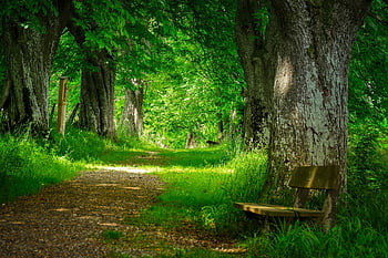 lesní cesta, banka, relaxovat, přestávka, pauza, túra, Na procházku, avenue, cesta, Příroda, Lavička v parku