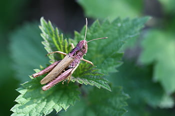 Heuschrecke, Insekt, Nessel, Blätter, Kricket, Natur, Nahansicht