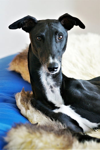 dog, canine, pet, greyhound, galgo, animal, portrait