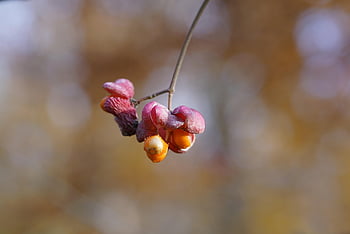 euonymus, Evonymus, strom vřetena, bobule, růžové bobule, botanika, podzim, barvitý, jedovatý, ovoce