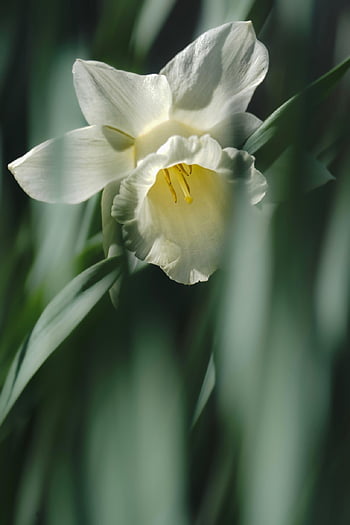 narcis, květ, bílá květina, květinové pozadí, Velikonoční zvon, květinové tapety, okvětní lístky, bílé okvětní lístky, krásné květiny, jarní květina, Příroda
