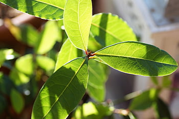 bay Leaf, laurel, kitchen, spice, cooking, aromatic, green, fresh, young, ingredient