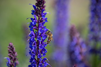 včela, včelí med, okřídlený hmyz, apis mellifera, opylit, nektar, pyl, entomologie, modré květy, modré okvětní lístky, hmyzí pozadí