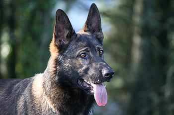 Pastore tedesco, gsd, cane pastore tedesco, cane, natura, animale domestico, all'aperto, canino, animale, pastore, Tedesco