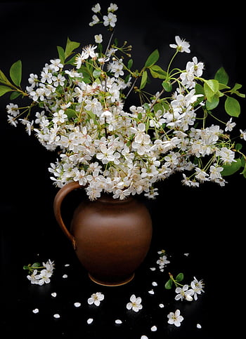 vase, still Life, bouquet, white Flowers, black Background, cherry Blossom, flower Vase, beauty, bloom, petals, black Life