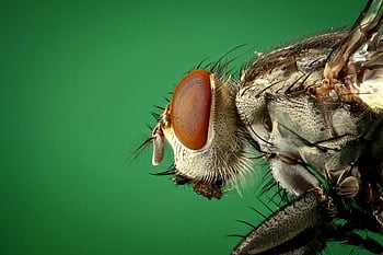 macro photography, brown and black fly, housefly, compound eyes, intricate body structure, detailed macro image, insect close-up, fly anatomy, green background, entomology, macro entomology