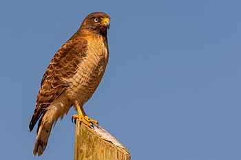roadside Hawk, hawk, bird, rupornis Magnirostris, harrier, animal, bird Of Prey, nature, raptor, wildlife, predator