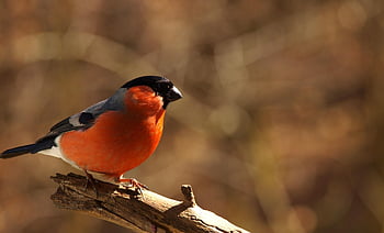 bird, gimpel, bullfinch, songbird, garden, male, pyrrhula, fink, family, nature, animal