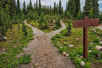 Manning Park, BC, forked trail, lush greenery, conifer trees, nature walks, pathway, fir trees, outdoor hiking, scenic trail, forest path