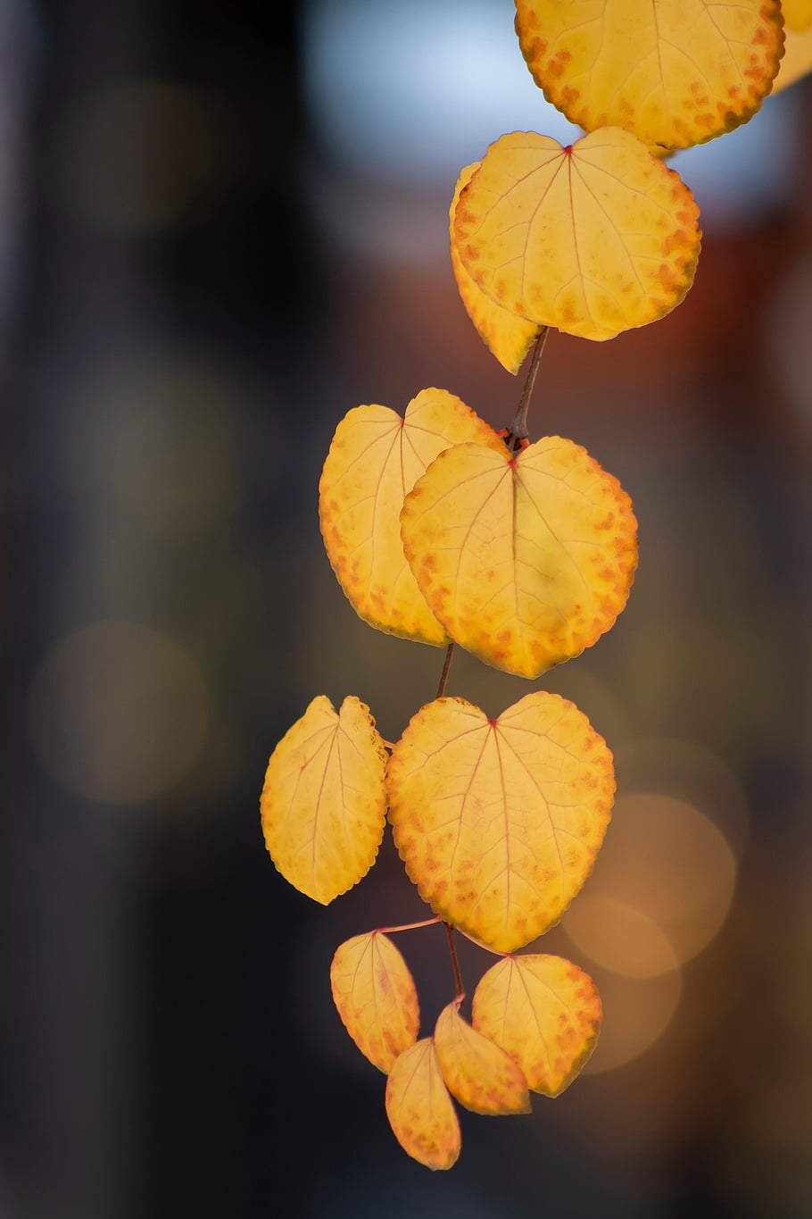 katsura Tree, leaves, foliage, autumn, fall, colorful, nature, flora, close Up, katsura, tree