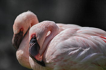 flamenco, flamencos, rosado, aves, pájaro, tropical, pico, exótico, plumas, animal, naturaleza