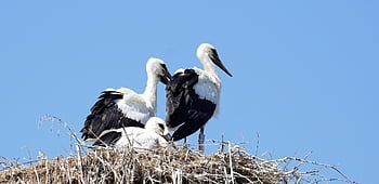 コウノトリ、 こうのとり、 鳥、 動物、 ガラガラコウノトリ、 くちばし、 羽毛、 ネスト、 野生動物、 自然