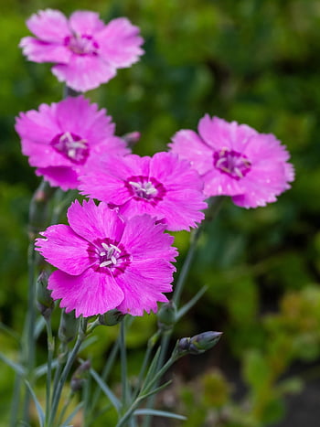 nellik, liten, blomst, anlegg, stein, hager, natur, flora, rosa, felt, gruppe