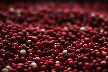 red berries, cranberries, vibrant red, close-up, fresh cranberries, healthy appeal, detailed photo, red fruit, berry close-up, cranberry harvest, healthy berries