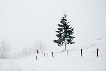 Green Pine Tree, snow-covered field, winter scene, serene landscape, heavy snow, foggy atmosphere, tranquil setting, snowy environment, pine tree in snow, winter tranquility, snowy field