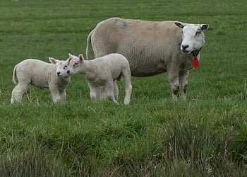 agnelli, pecora, agnello, primavera, campagna, erba, mammifero, mandria, carina, prato, natura
