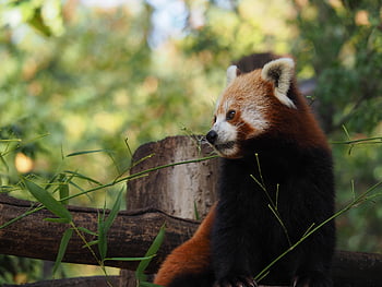 red Panda, little Panda, bamboo, eat, animal, nature, cuki