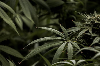 plant, garden, hemp, weed, leaves, foliage, flora, nature, closeup, cannabis