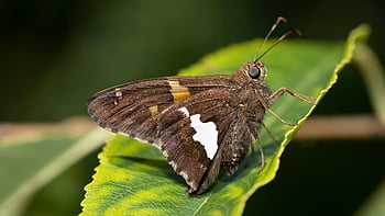 실버 스팟 스키퍼, 나방, Epargyreus Clarus, 매크로, 곤충, 잎, 자연, 곤충학, 닫다, 잎에, 나비