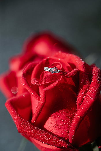 snubní prsten, červená růže, diamantový zásnubní prsten, Dewy Rose, detail, romantika, závazek, červená květina, angažovanost, šperky, milovat
