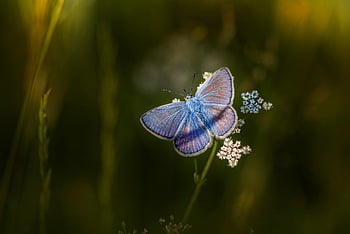 Mazarineblau, Schmetterling, Blume, bestäuben, Bestäubung, Insekt, geflügeltes Insekt, Schmetterlingsflügel, blühen, schöne Blumen, Flora