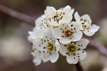 willow-leaved Pear, pear, pear Tree Blossom, blossom, stamens, petals, pyrus Salicifolia, bloom, pistils, nature, white