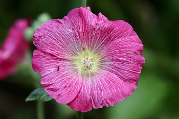 alcea Rosea, common Hollyhock, hollyhock, flower, flower Wallpaper, plant, flower Background, petals, beautiful Flowers, pink Flower, bloom