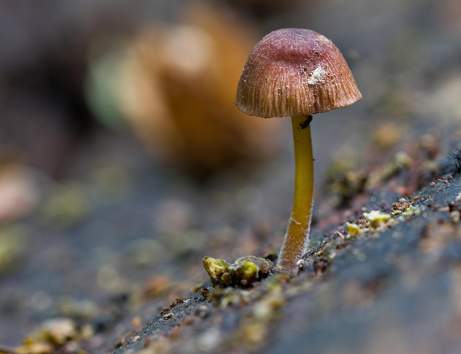 houba, mech, Příroda, les, mykologie, podzim, výtrus, vegetace, rostlina, organický, zblízka