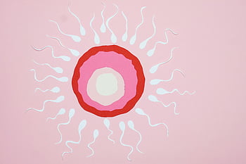 paper cutouts, fertilization, egg fertilization, sperm, pink background, illustration, reproductive process, biological process, educational illustration, artistic representation, reproductive health
